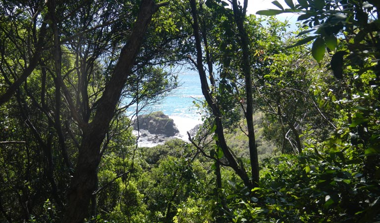 Rainforest walking track - Accommodation Nelson Bay