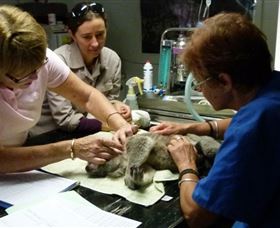 Koala Hospital - thumb 2