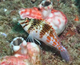 Cook Island Dive Site - thumb 3