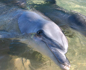 Dolphins of Monkey Mia - Broome Tourism