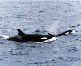 Killer Whale Trail - Attractions