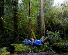 The Tarkine Drive - Attractions Melbourne