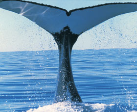 Humpback Whales - thumb 0