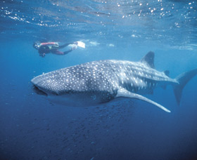 Swim With The Whale Sharks - thumb 0