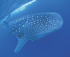 Swim With The Whale Sharks - thumb 3