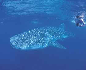 Ningaloo Reef - Attractions