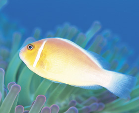 Ningaloo Reef - thumb 2