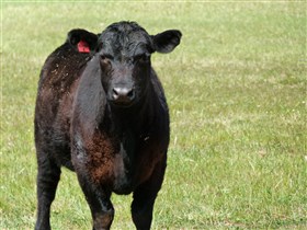 Denham Farm Beef and Lamb - Attractions