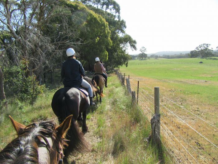 Silver Brumby Trails - thumb 1