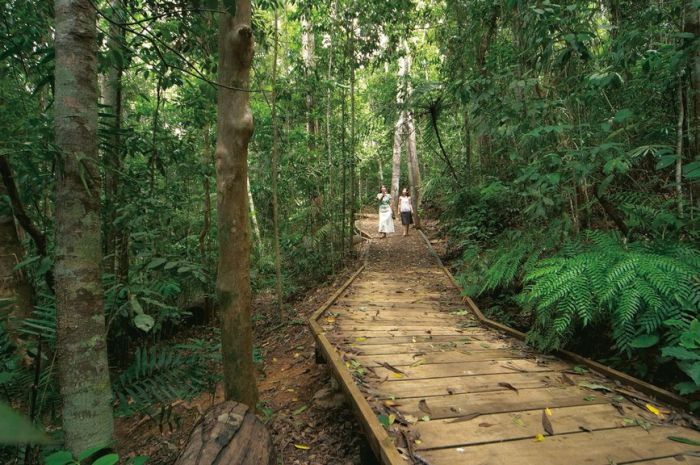 Lake Barrine Circuit Track Crater Lakes National Park - Accommodation in Surfers Paradise