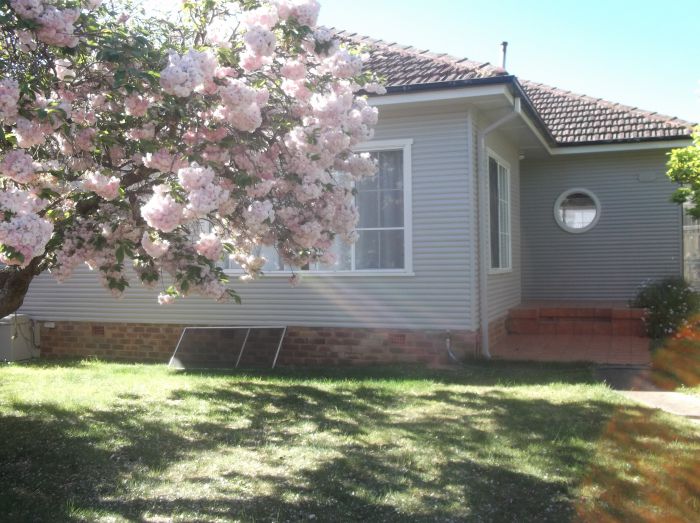 Magnolia Corner - Tourism Canberra