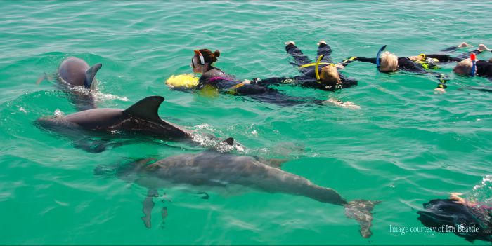 Rockingham Wild Encounters - Swim with Wild Dolphins - Accommodation Nelson Bay