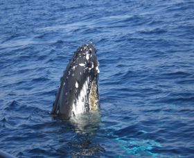 Jervis Bay Whales - Accommodation Brunswick Heads