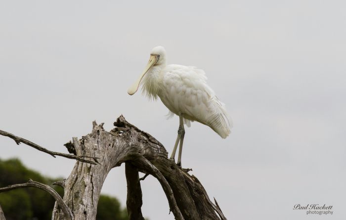 Melbourne Birding Tours - Broome Tourism