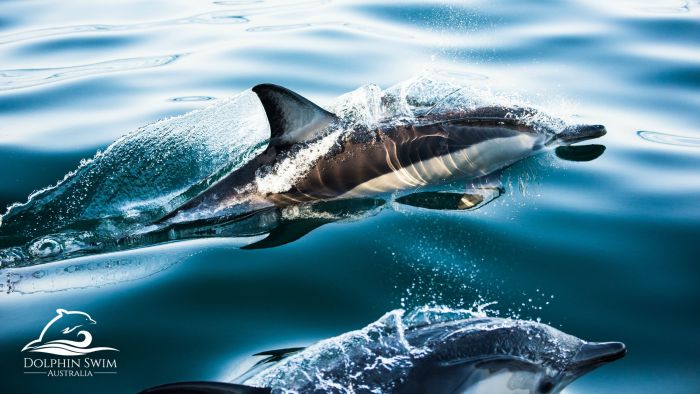 Dolphin Swim Australia - Redcliffe Tourism