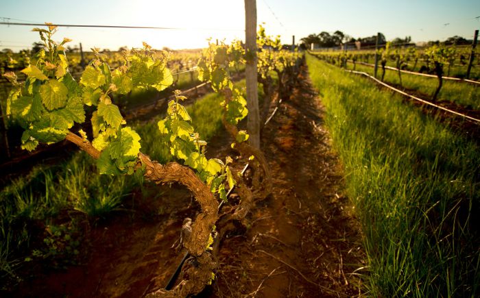 Kaesler Old Vine Vineyard Tour - New South Wales Tourism 