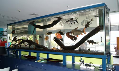 Aquariums In Cairns - thumb 2