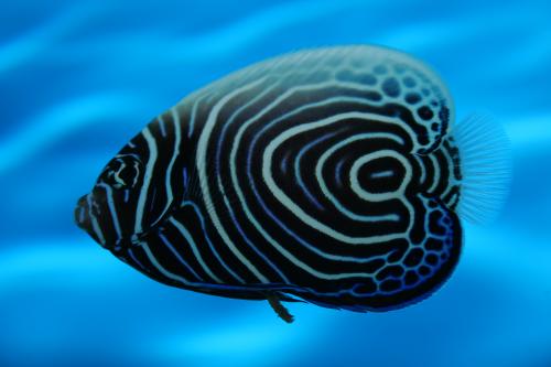 Living Reef Aquariums - thumb 2
