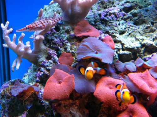 Tropical Marine Centre - Attractions