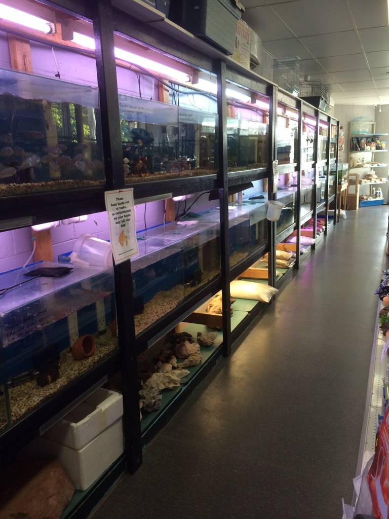 Renes Marine & Tropical Fish Aquarium Shop - thumb 1