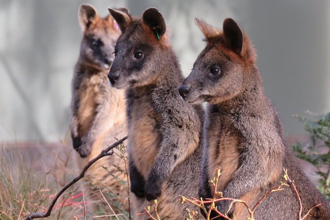 Canberra: Wildlife Encounters At Tidbinbilla Nature Reserveâ€‹ - thumb 1