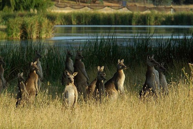 Canberra - The National Capital  Full Day Private Tour  Departs from Sydney - Accommodation Yamba