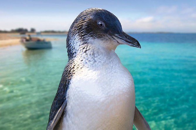 Full-Day Penguin Island  Fremantle Town