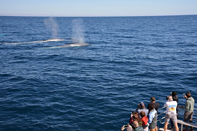 Blue Whale Perth Canyon Expedition - WA Accommodation