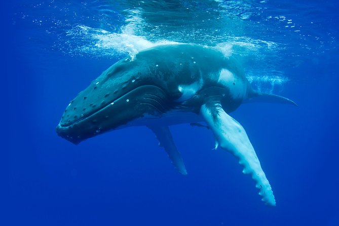 Dunsborough Whale Watching Eco Tour - Attractions