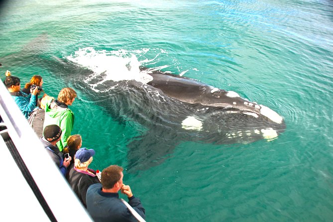 Dunsborough Whale Watching Eco Tour - thumb 3