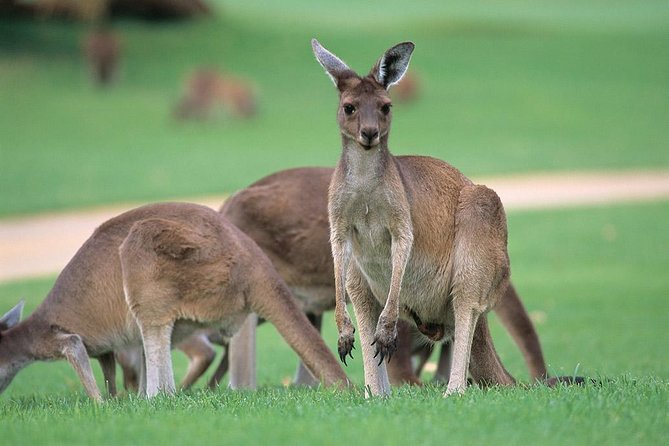 Full-Day Perth, Fremantle, Swan Valley & Wildlife Park - thumb 1