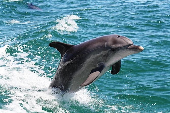 Half-Day Mandurah Canals  Dolphin Watch Tour - Accommodation Kalgoorlie