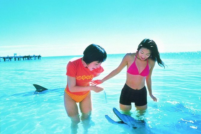 Monkey Mia Dolphins  Shark Bay Air Tour From Perth - Accommodation Perth