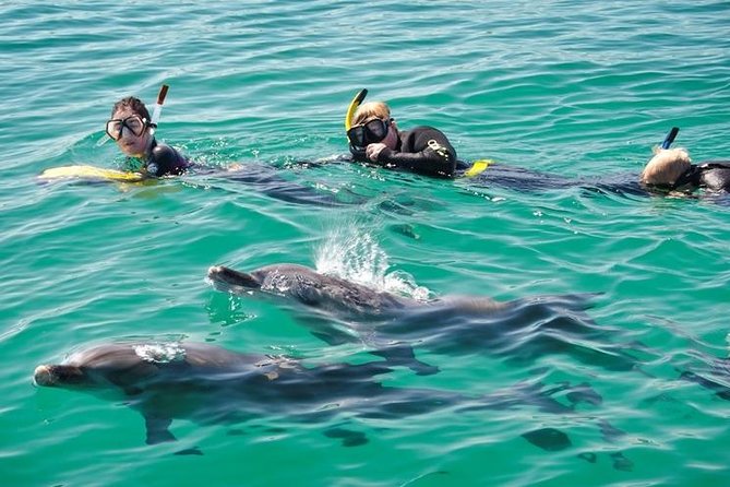 Swim with Dolphins Day Trip from Perth - Accommodation Kalgoorlie