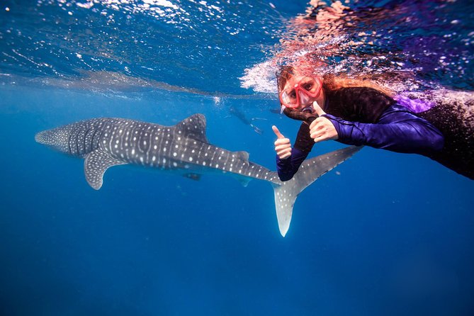 Swim With Whale Sharks- The Largest Fish In The World! - thumb 0