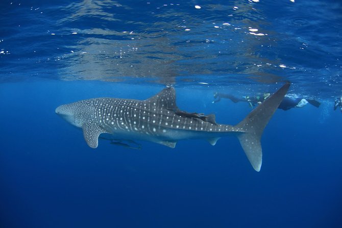Swim With Whale Sharks- The Largest Fish In The World! - thumb 3