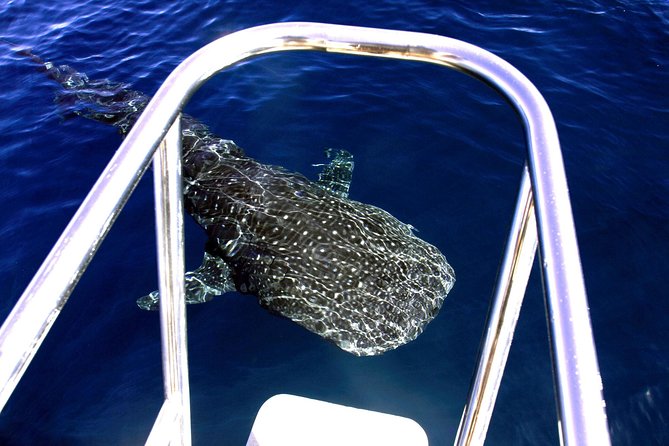 Swim With Whale Sharks- The Largest Fish In The World! - thumb 16