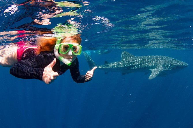 Swim With Whale Sharks- The Largest Fish In The World! - thumb 2