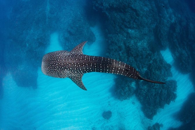 Swim With Whale Sharks- The Largest Fish In The World! - thumb 14