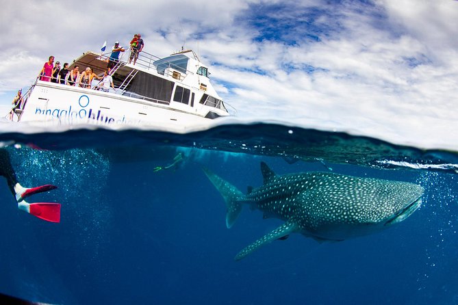 Swim With Whale Sharks- The Largest Fish In The World! - thumb 35