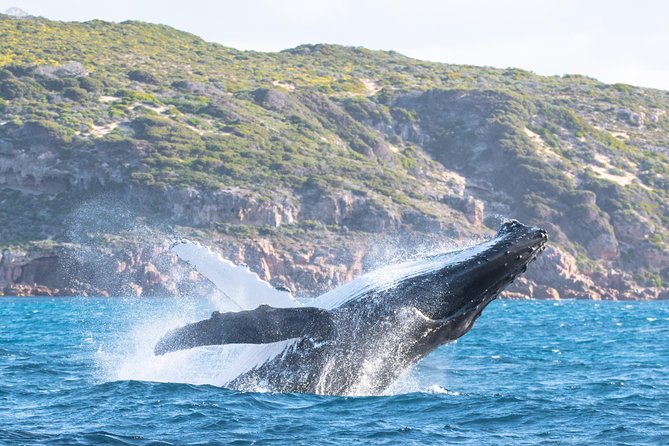 Jet Boat Whale Watching Safari from Dunsborough - Attractions
