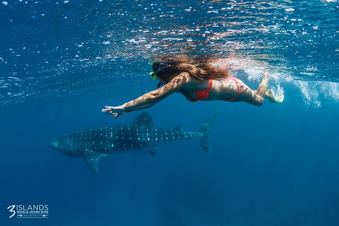 Swim With Whale Sharks - Ningaloo Reef - 3 Islands Whale Shark Dive - thumb 0