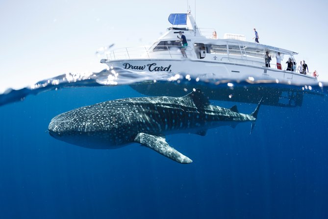 Swim With Whale Sharks - Ningaloo Reef - 3 Islands Whale Shark Dive - thumb 1
