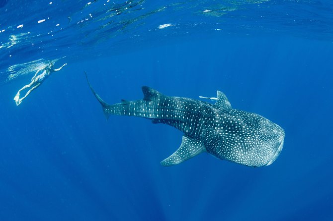 Swim With Whale Sharks - Ningaloo Reef - 3 Islands Whale Shark Dive - thumb 18