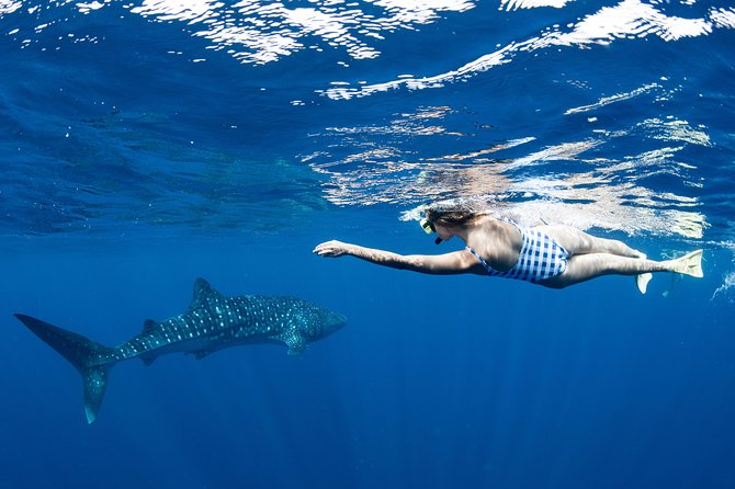 Swim With Whale Sharks - Ningaloo Reef - 3 Islands Whale Shark Dive - thumb 21