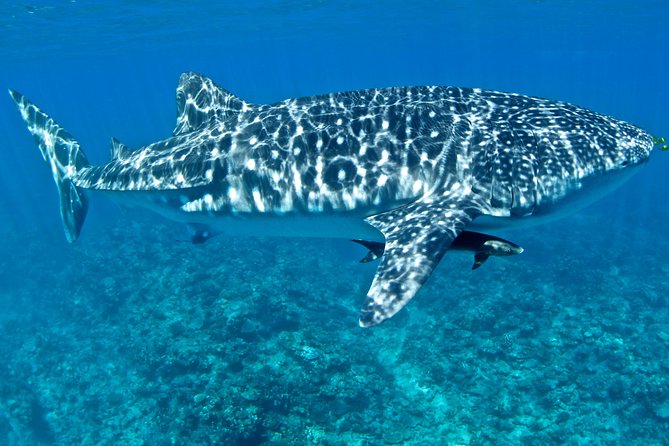 Swim With Whale Sharks - Ningaloo Reef - 3 Islands Whale Shark Dive - thumb 13