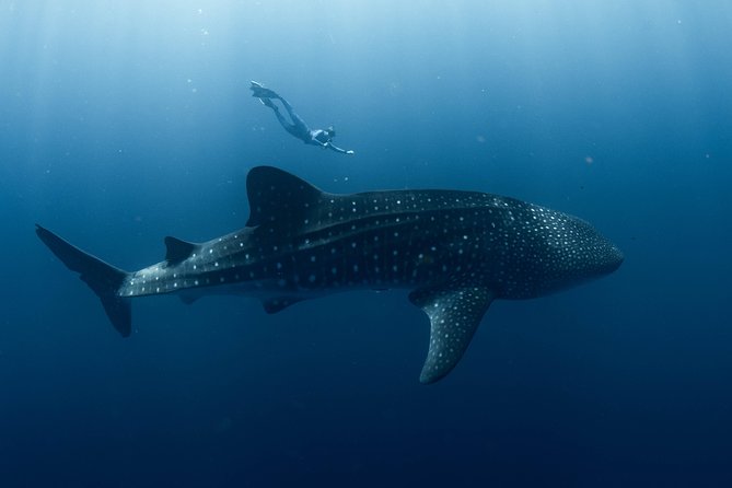 Swim With Whale Sharks - Ningaloo Reef - 3 Islands Whale Shark Dive - thumb 8