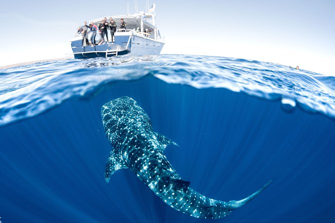 Swim With Whale Sharks - Ningaloo Reef - 3 Islands Whale Shark Dive - thumb 3
