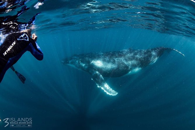 Swim With Humpback Whales - Ningaloo Reef - 3 Islands Whale Shark Dive - thumb 1