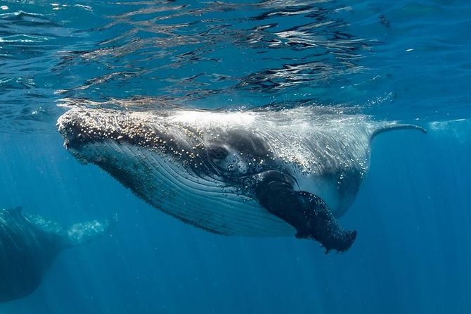 Swim With Humpback Whales - Ningaloo Reef - 3 Islands Whale Shark Dive - thumb 0